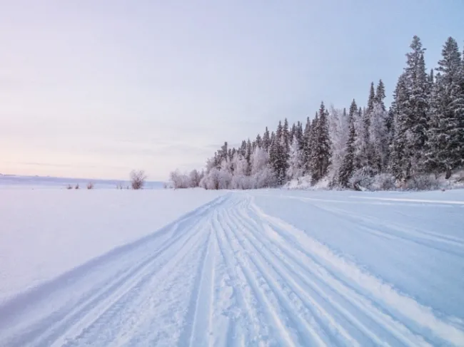tundra